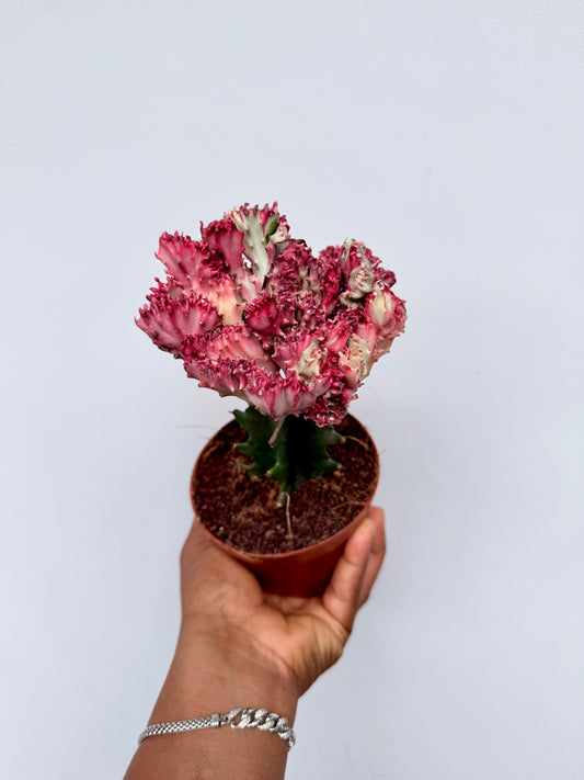 Euphorbia lactea cristata