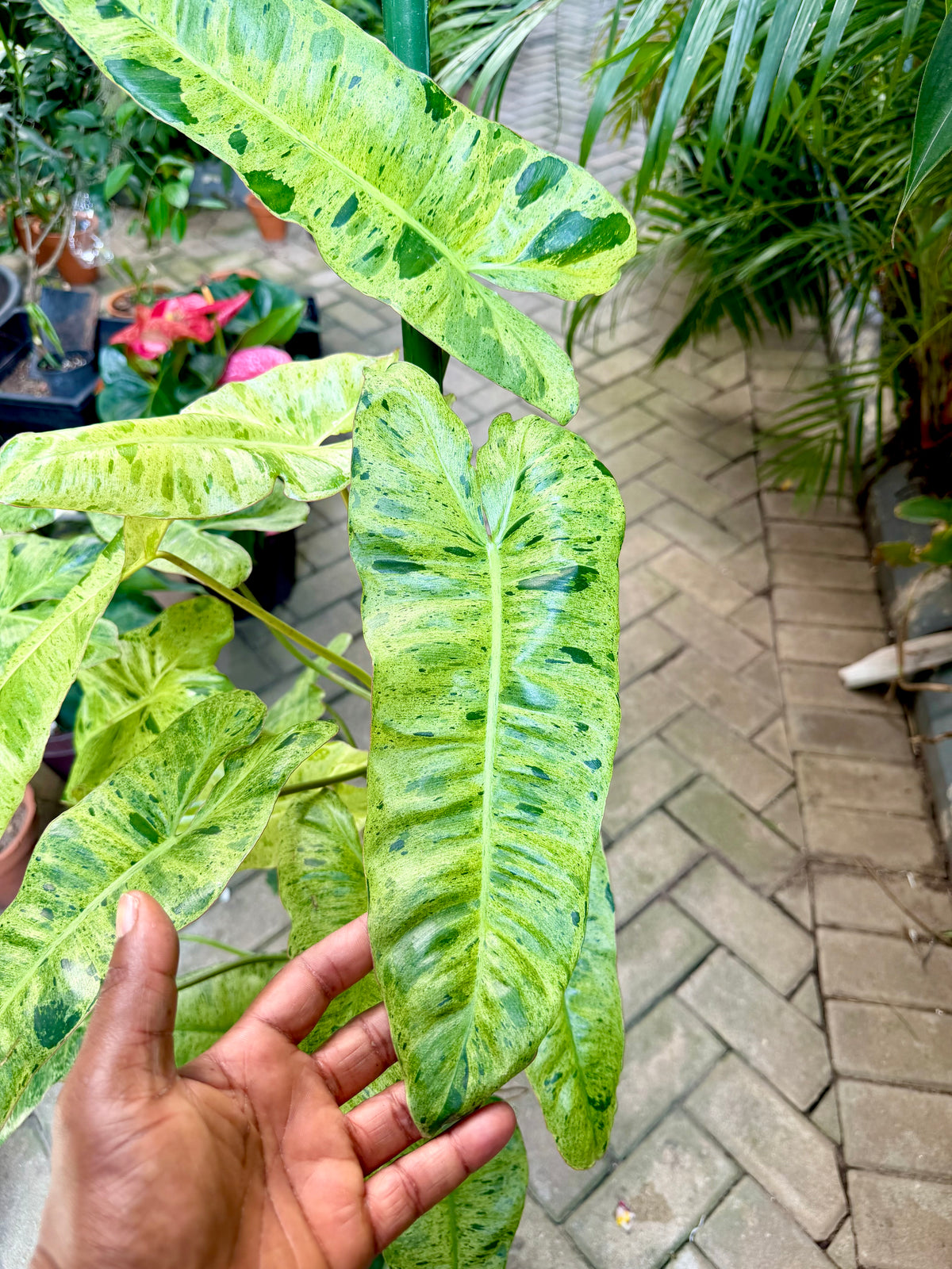 Philodendron Paraiso Verde