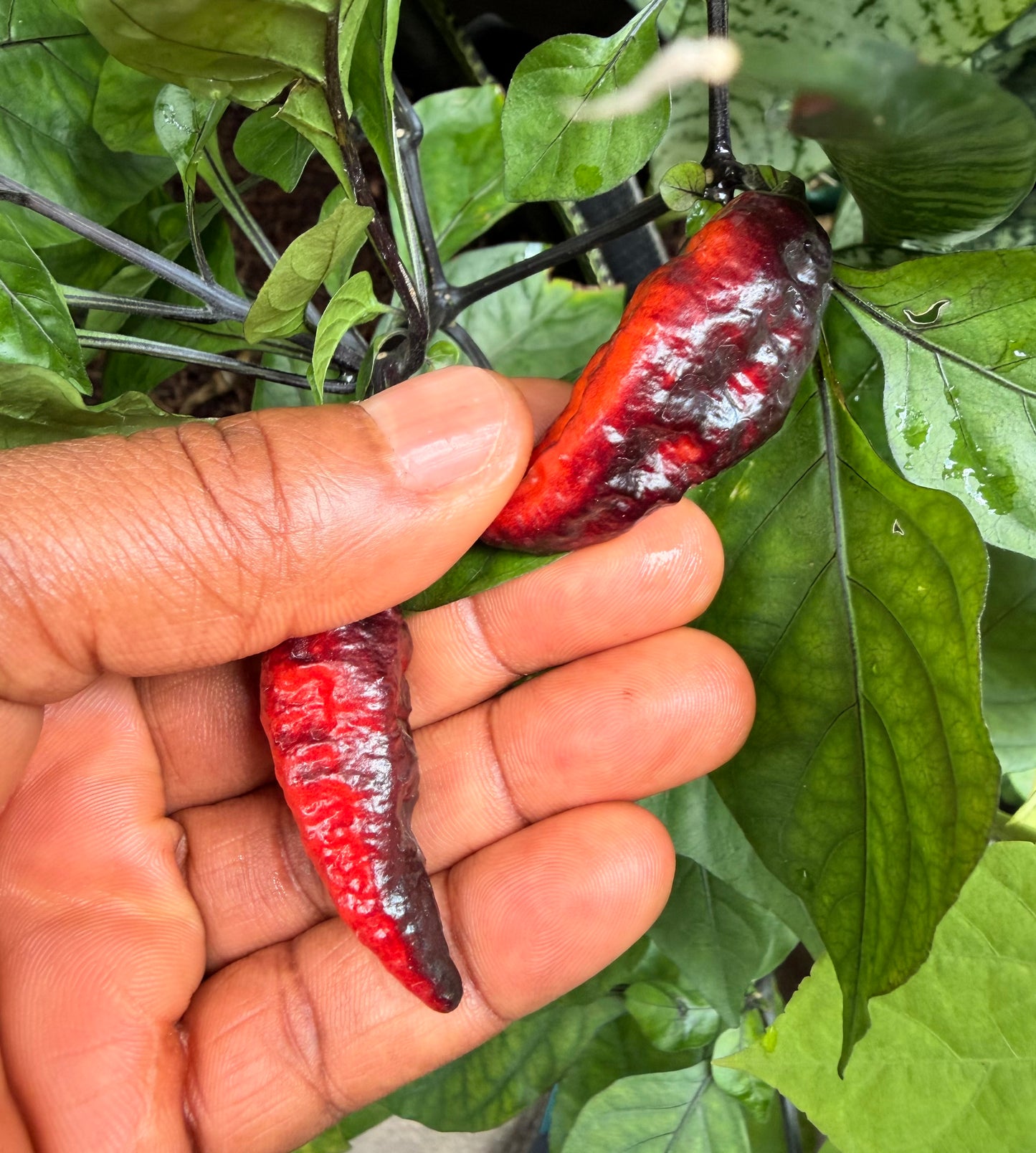 (Seeds)Bubble gum 7pot Armageddon