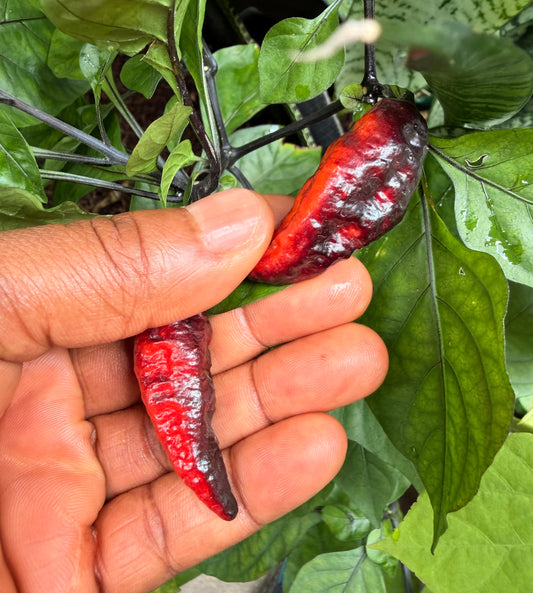 (Seeds)Bubble gum 7pot Armageddon