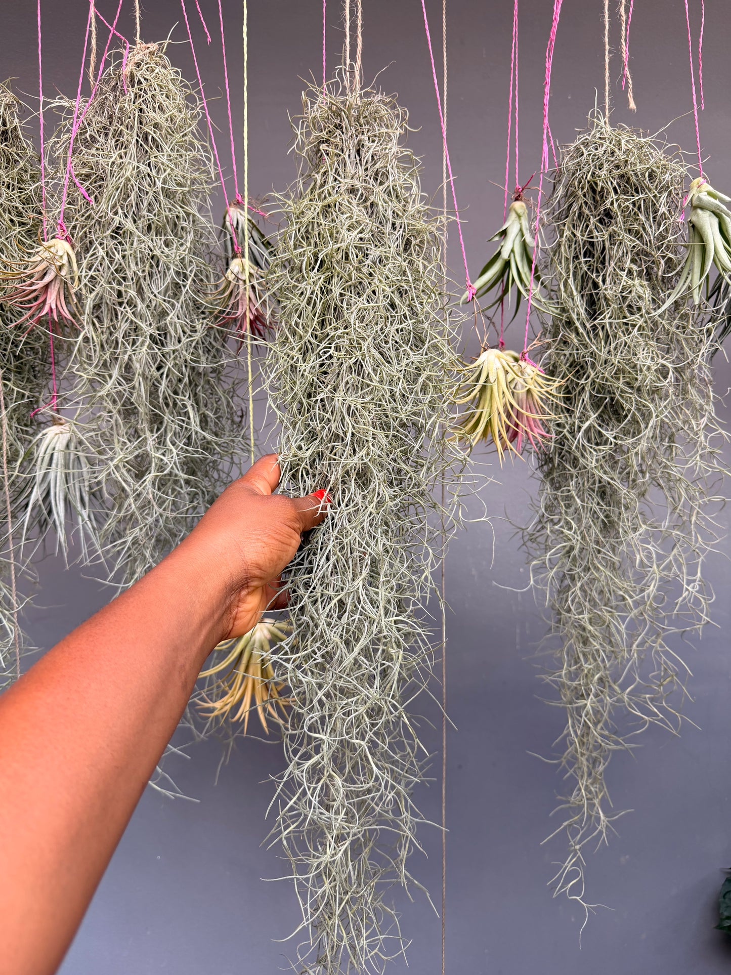Tillandsia usneoides(Spanish Moss)