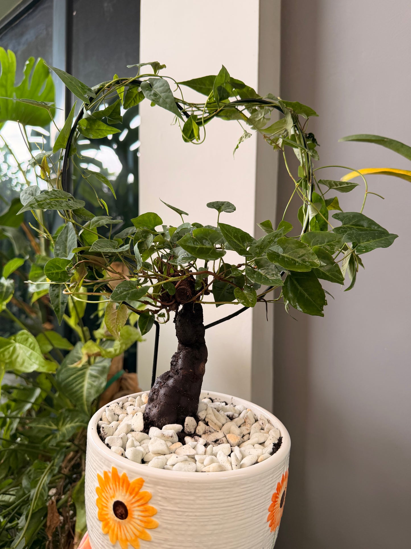 Polygonum Multiflorum