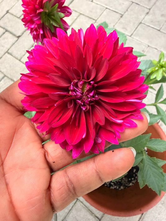 Dahlia