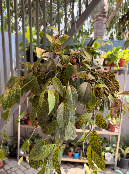 Aeschynanthus marmoratus