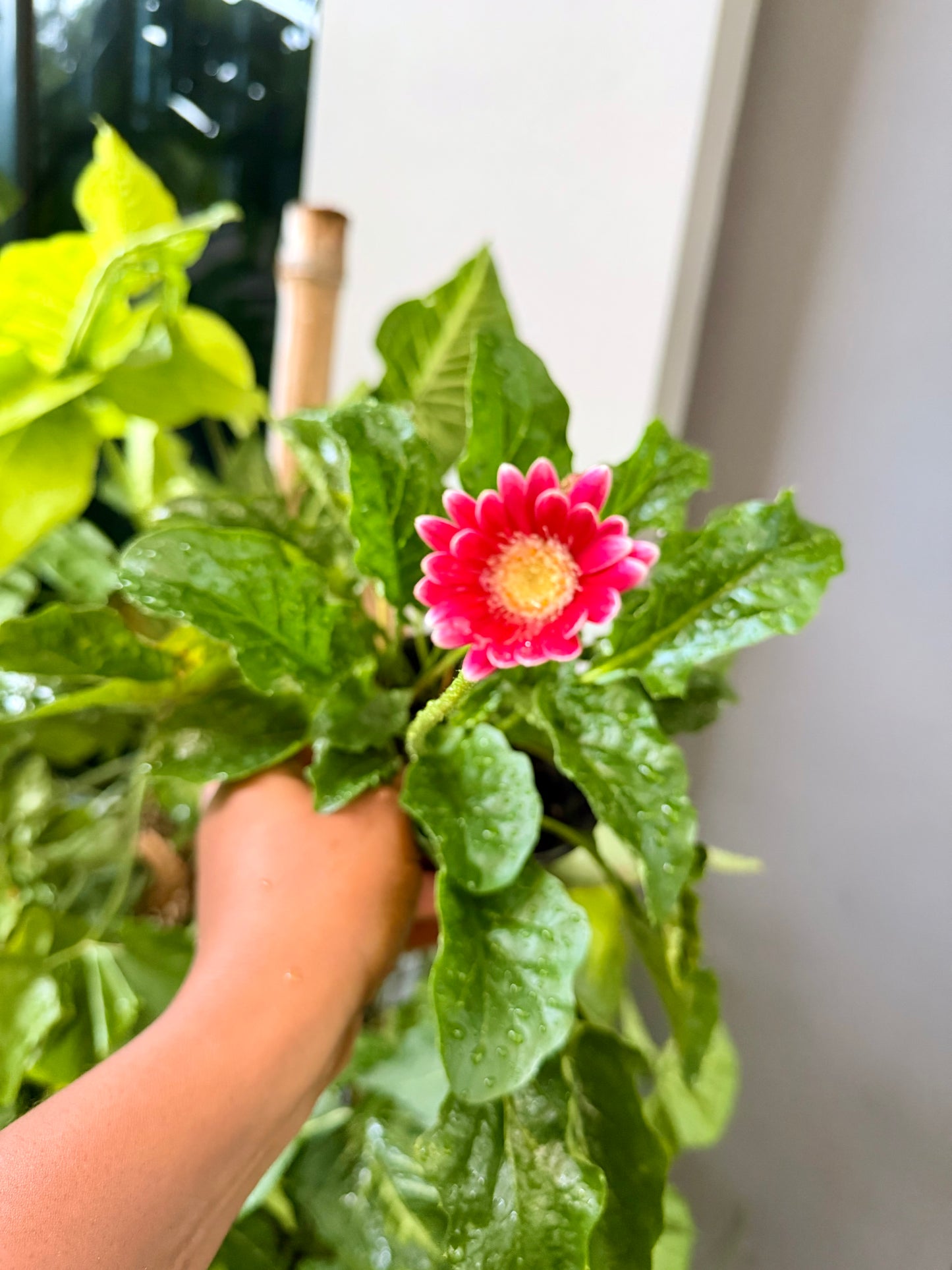 Gerber Daisy