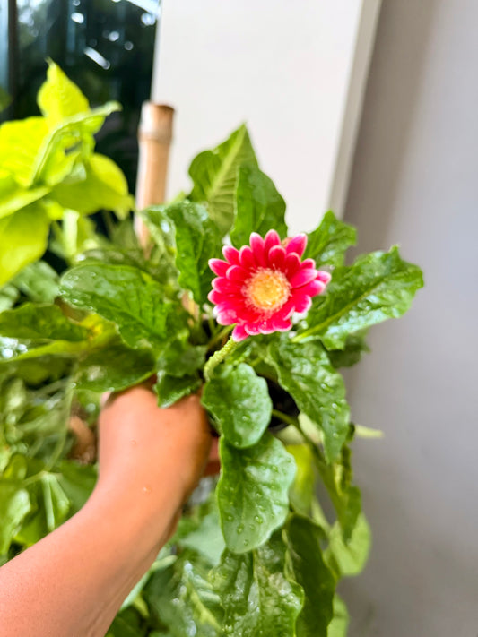 Gerber Daisy