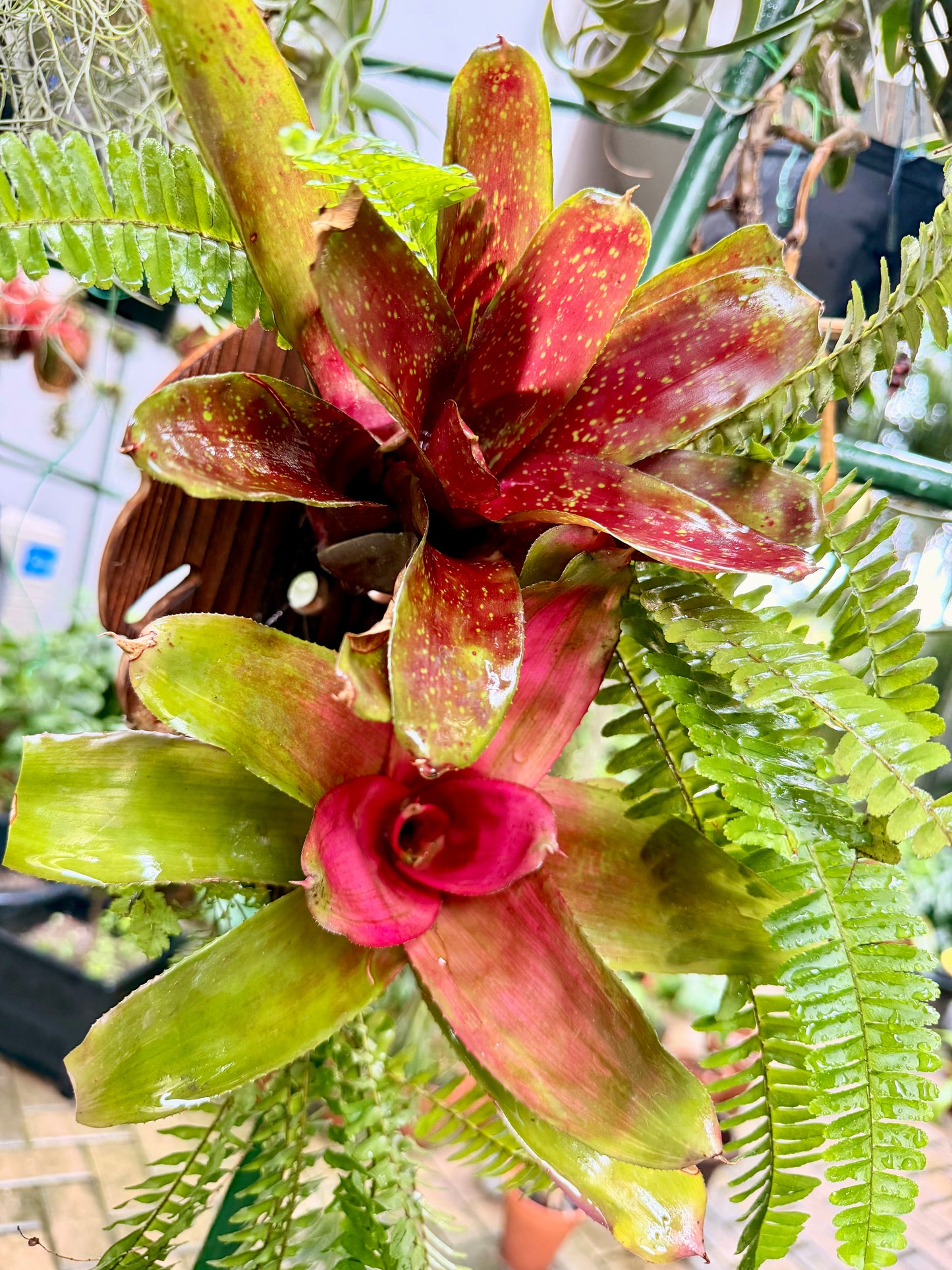 Bromeliad-Boston fern hanging display