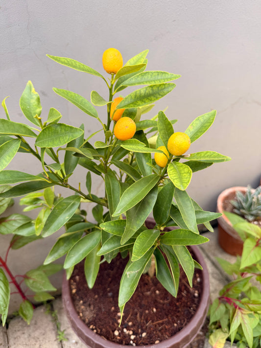 Kumquat(Fruiting)