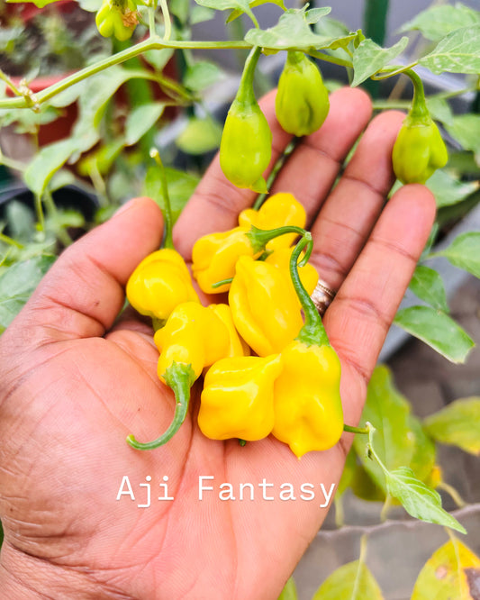 Aji Fantasy seeds