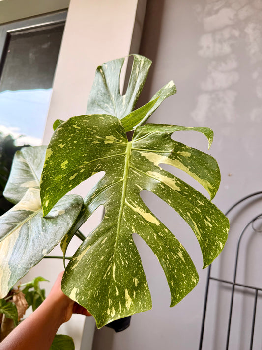 Monstera Thai Constellation