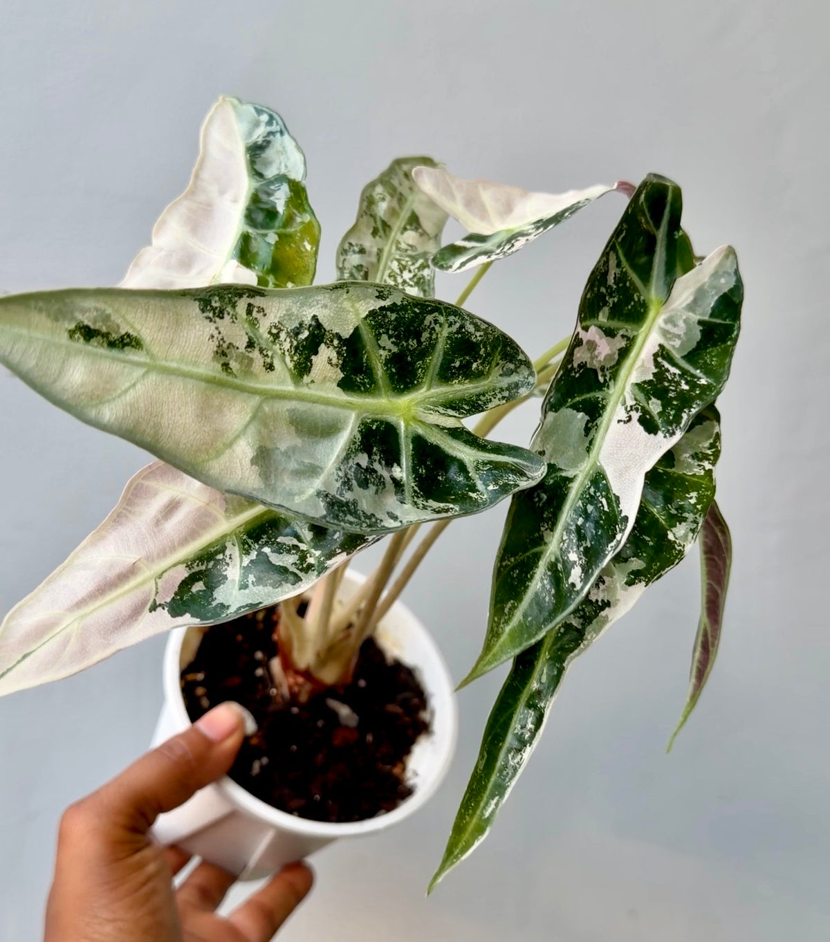 Alocasia Bambino Pink Variegated