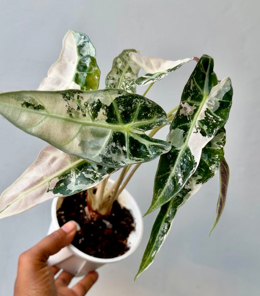 Alocasia Bambino Pink Variegated