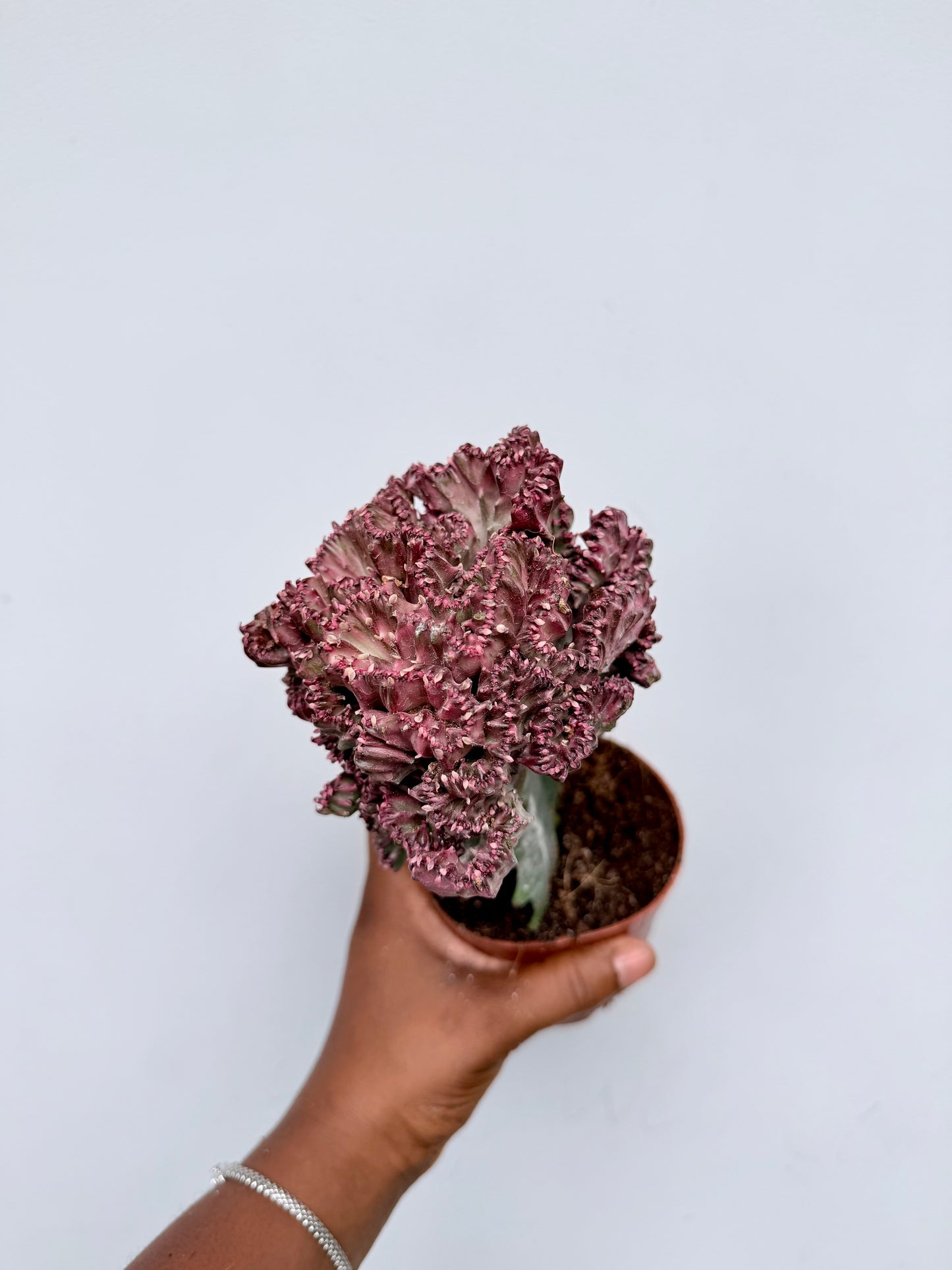 Euphorbia lactea cristata