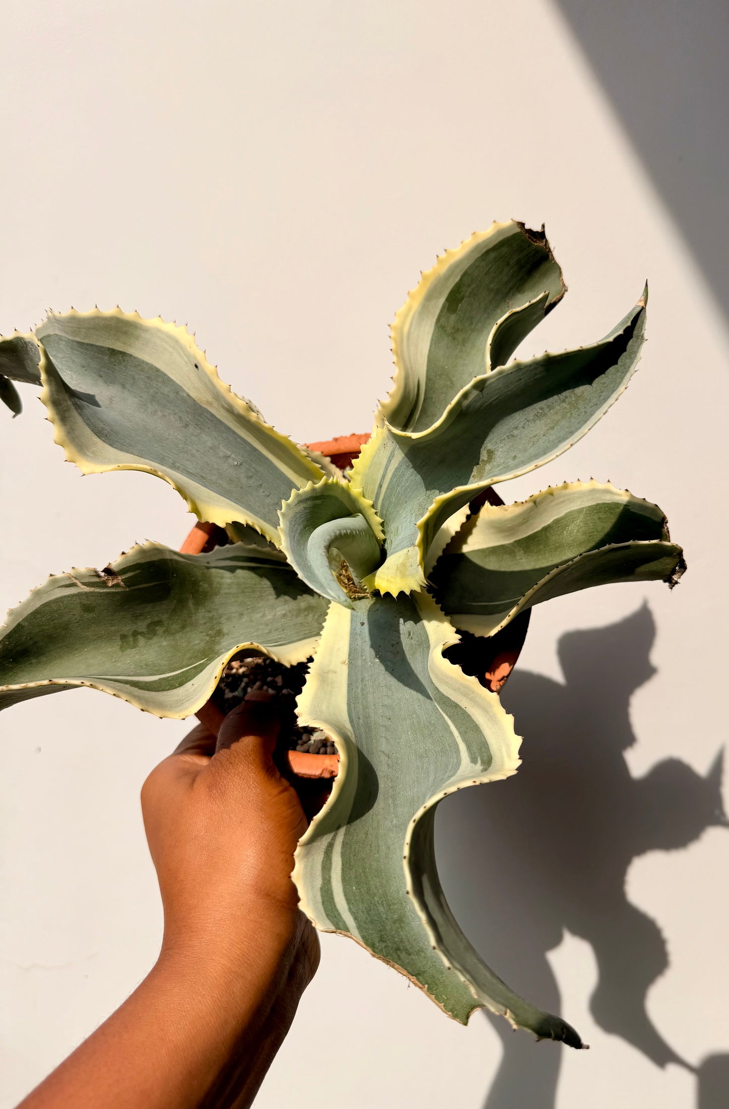 Agave Gypsophila Ssp. Pablocarrilloi ‘Ivory Curls’
