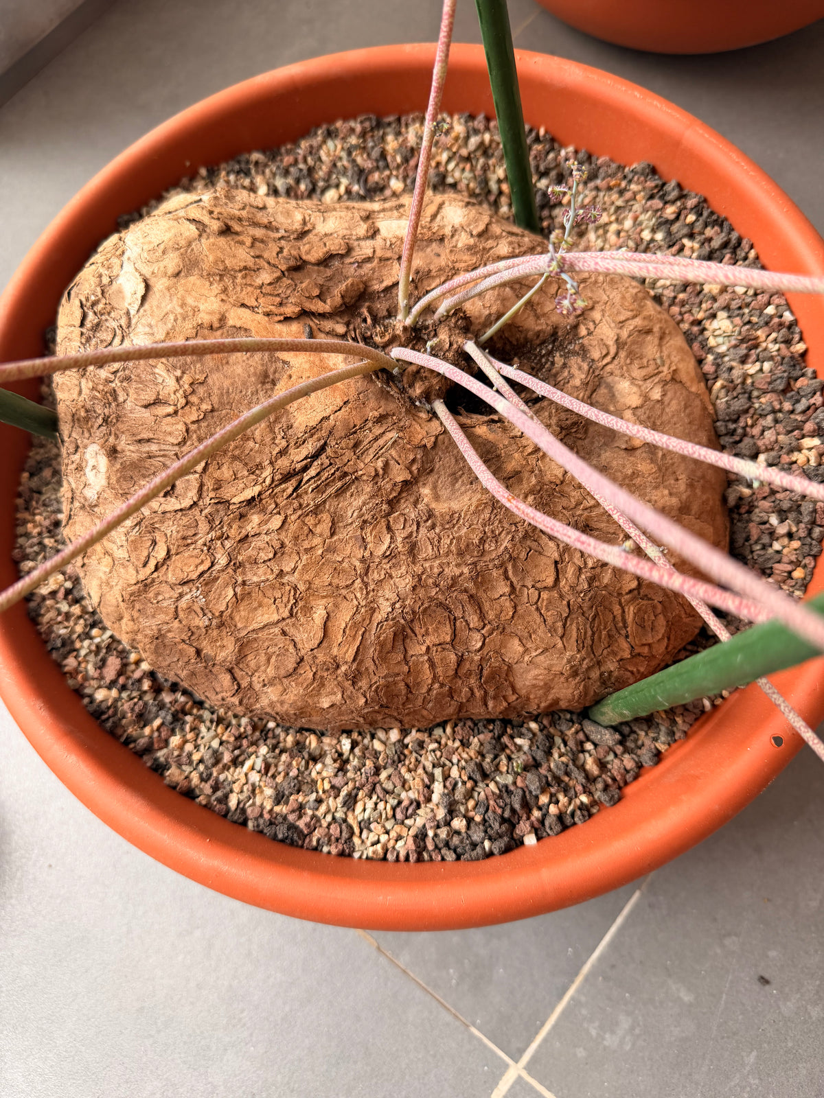 STEPHANIA CEPHARANTHA