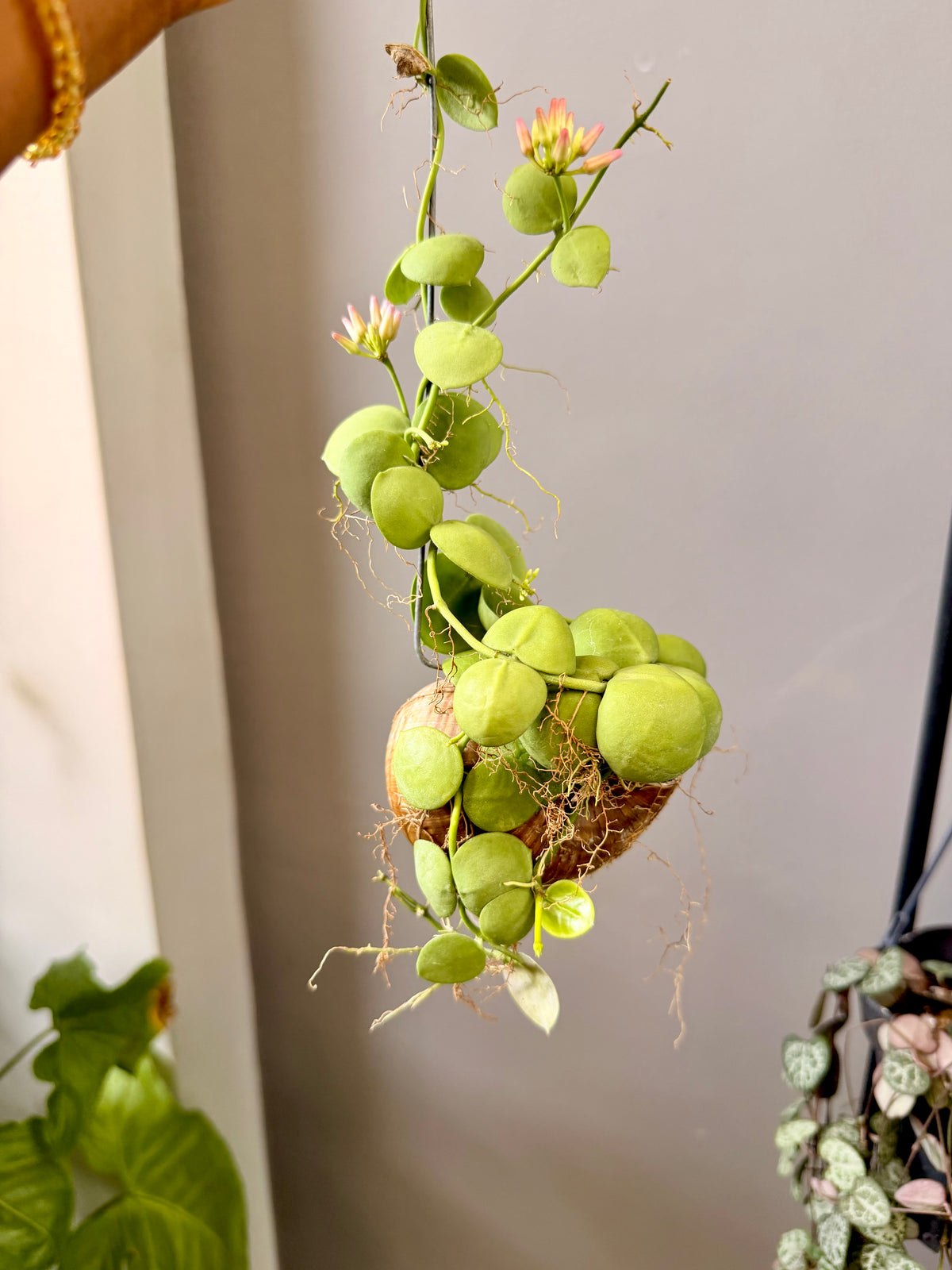 Dischidia pectenoides