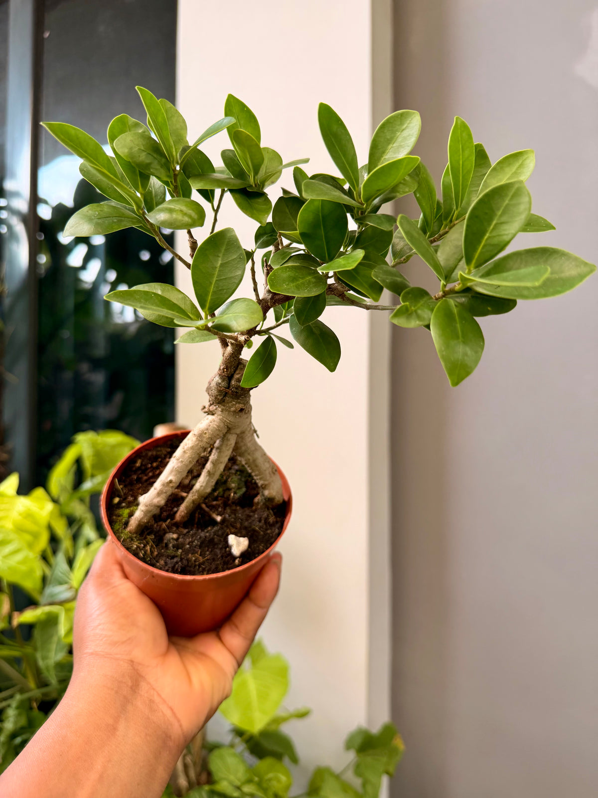 Ficus Bonsai