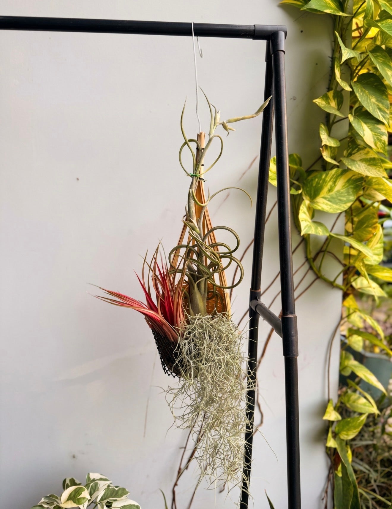 Tillandsia bouquet