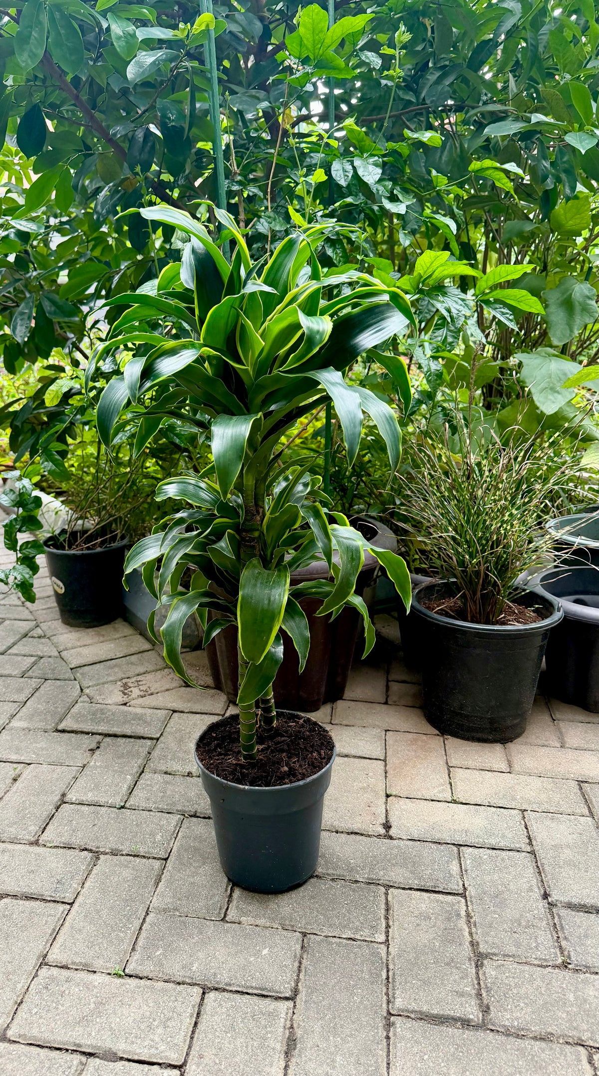 Dracena Fragrans Dorado