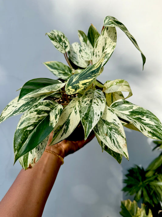 Philodendron Emerald Queen Variegated