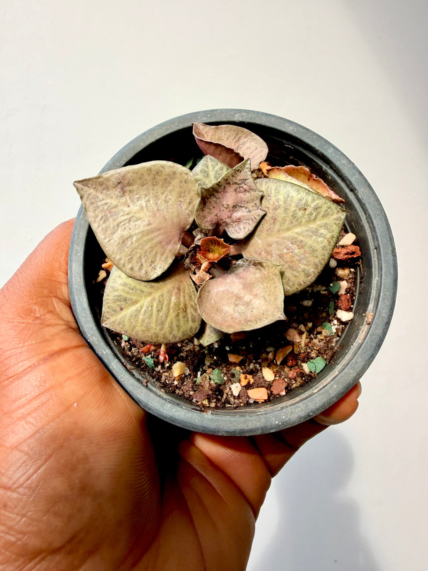 Euphorbia francoisii