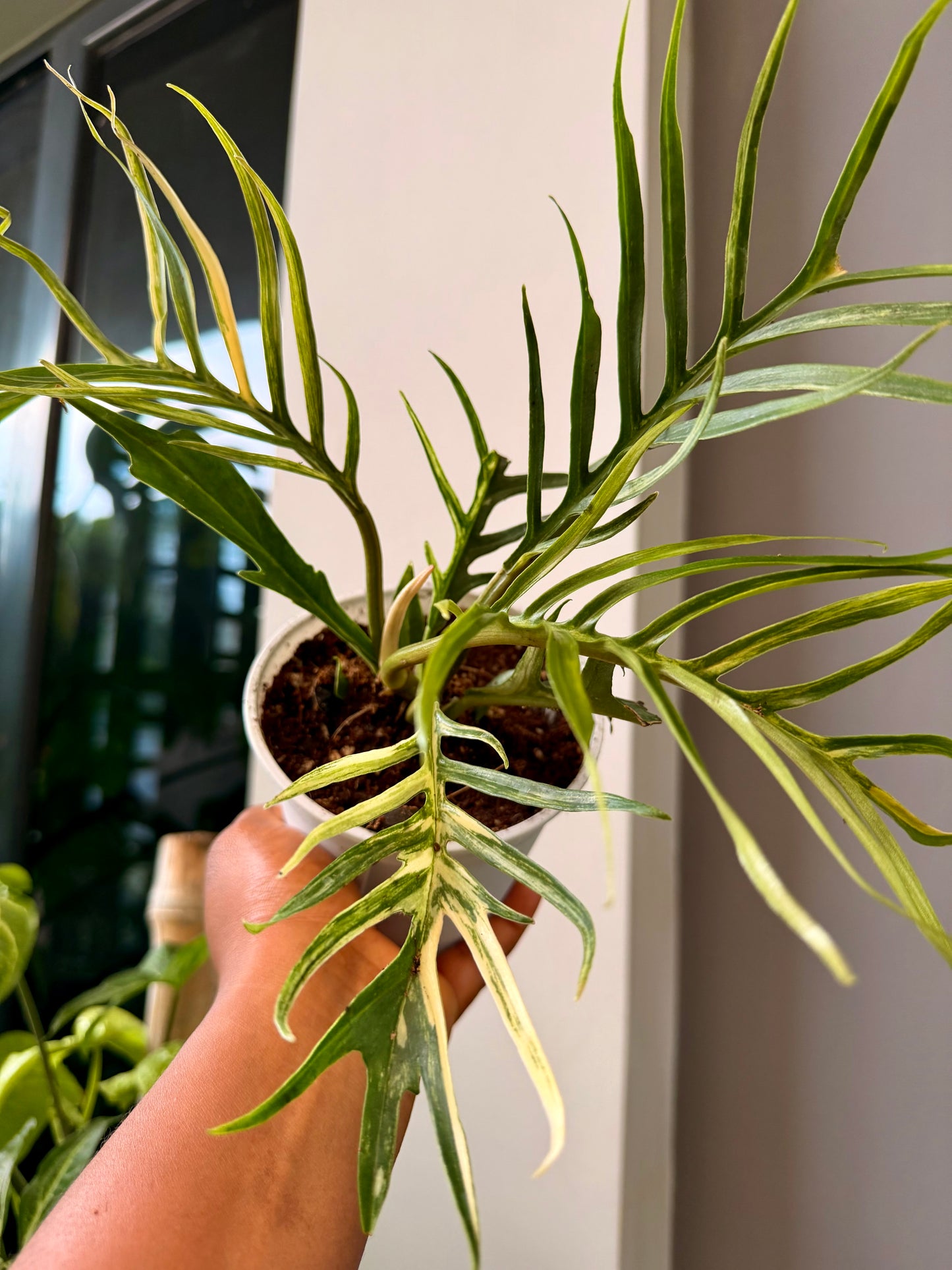 Philodendron Tortum Variegated