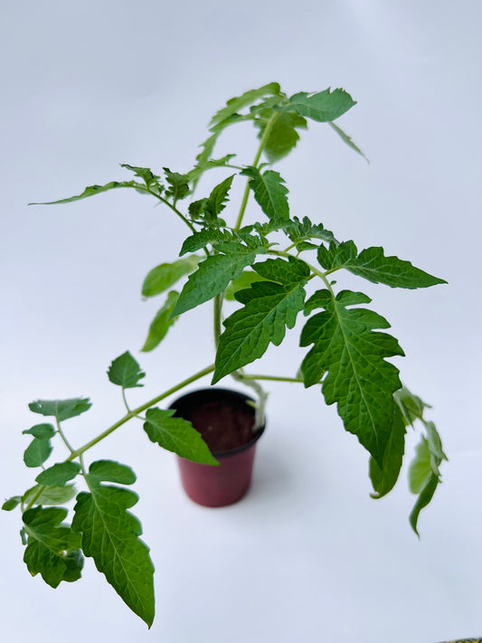 Tomatoes Seedling(Jarrah)