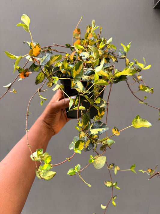 Star Jasmine Summer Sunset