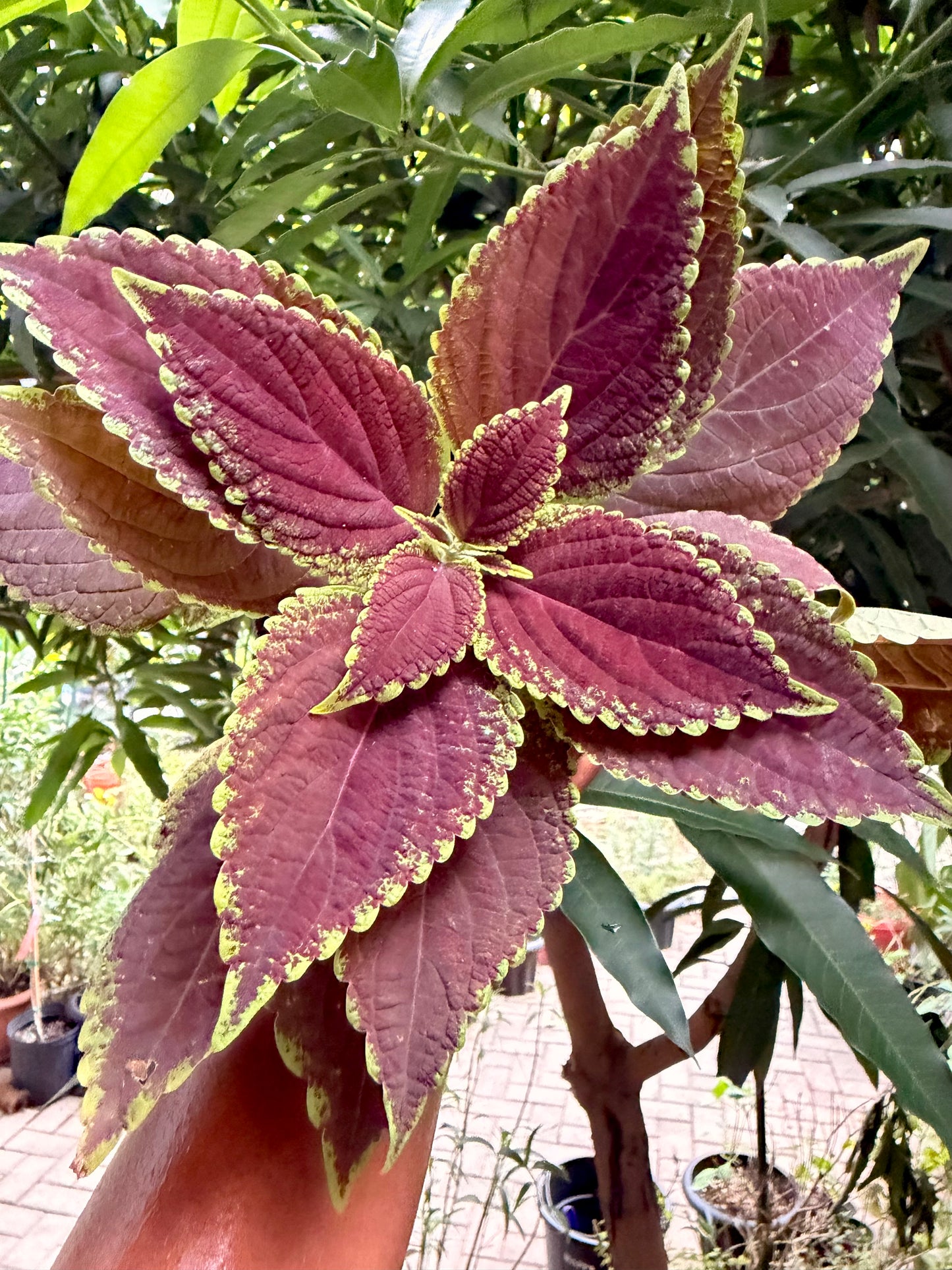 Coleus
