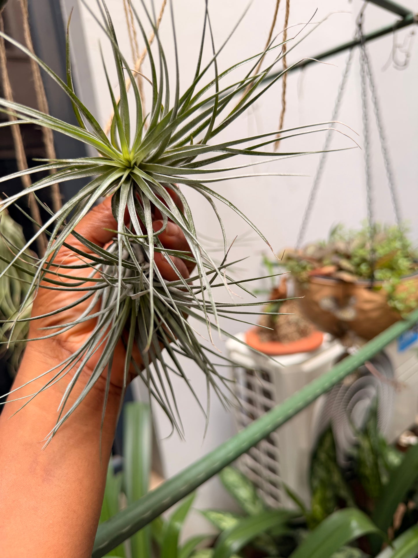 Tillandsia Houston