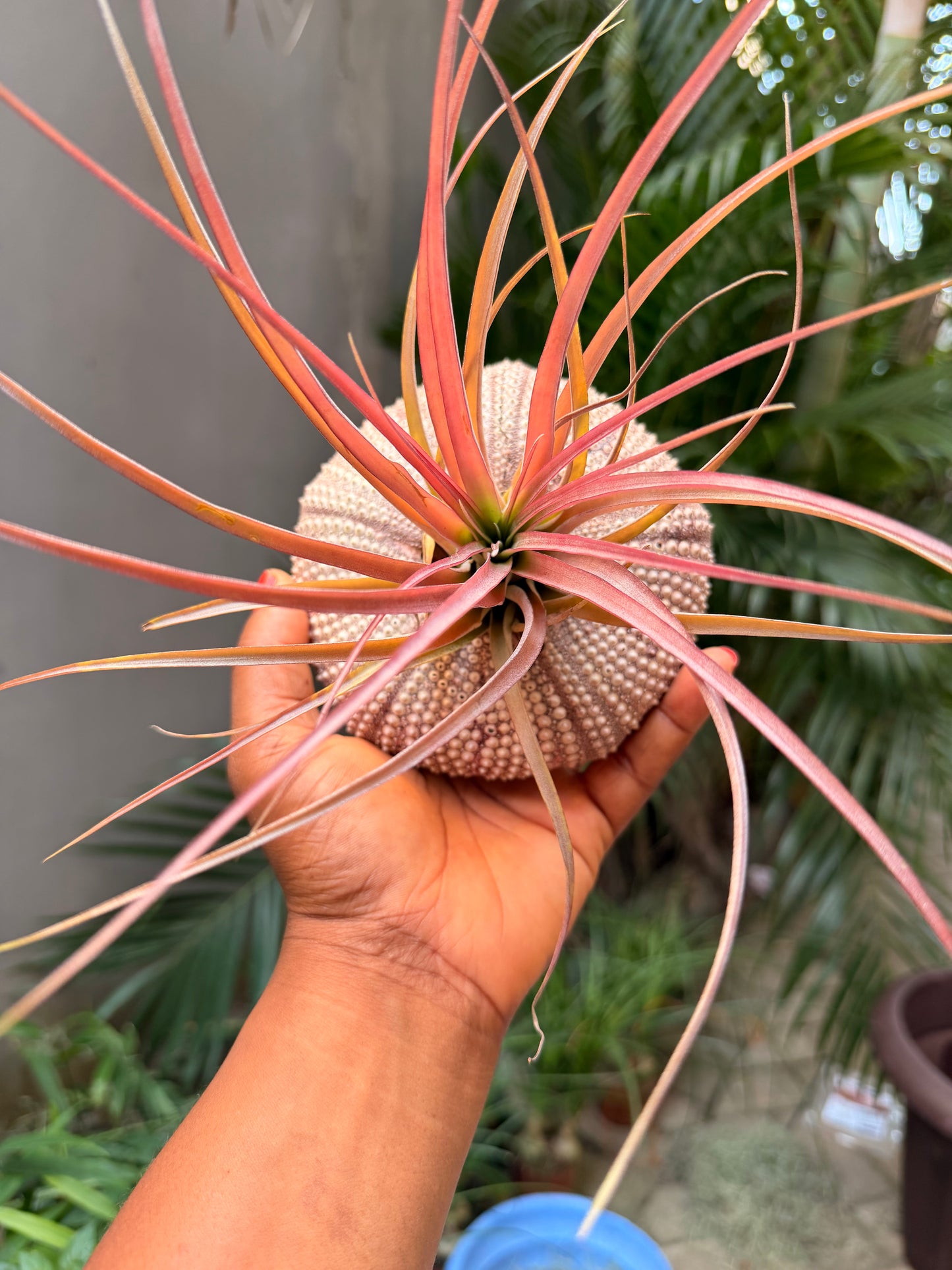 Tillandsia Brachycaulos