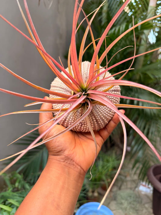 Tillandsia Brachycaulos