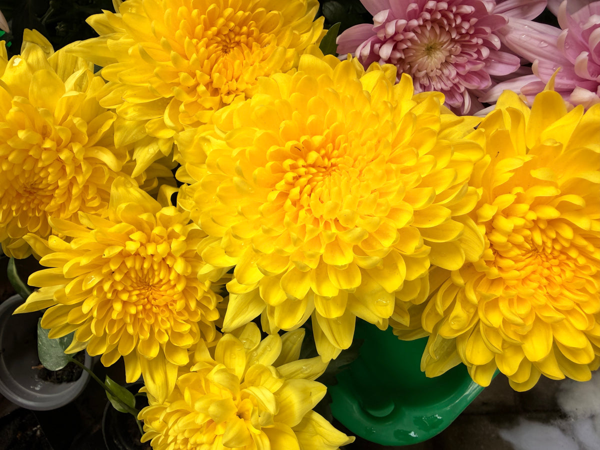 Chrysanthemum Supernova