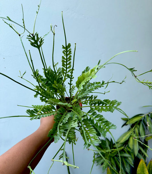 Kenzoi fern (Asplenium x kenzoi)