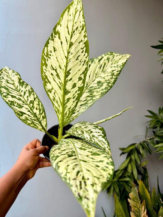 Diffenbachia White Etna