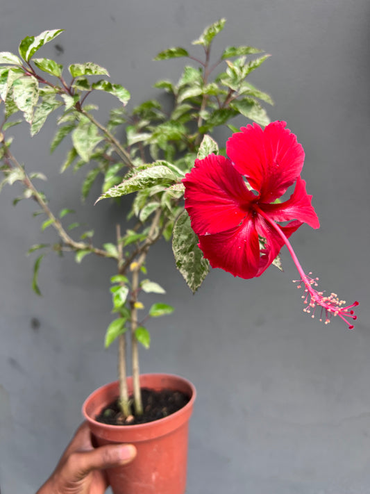 Hibiscus seedling