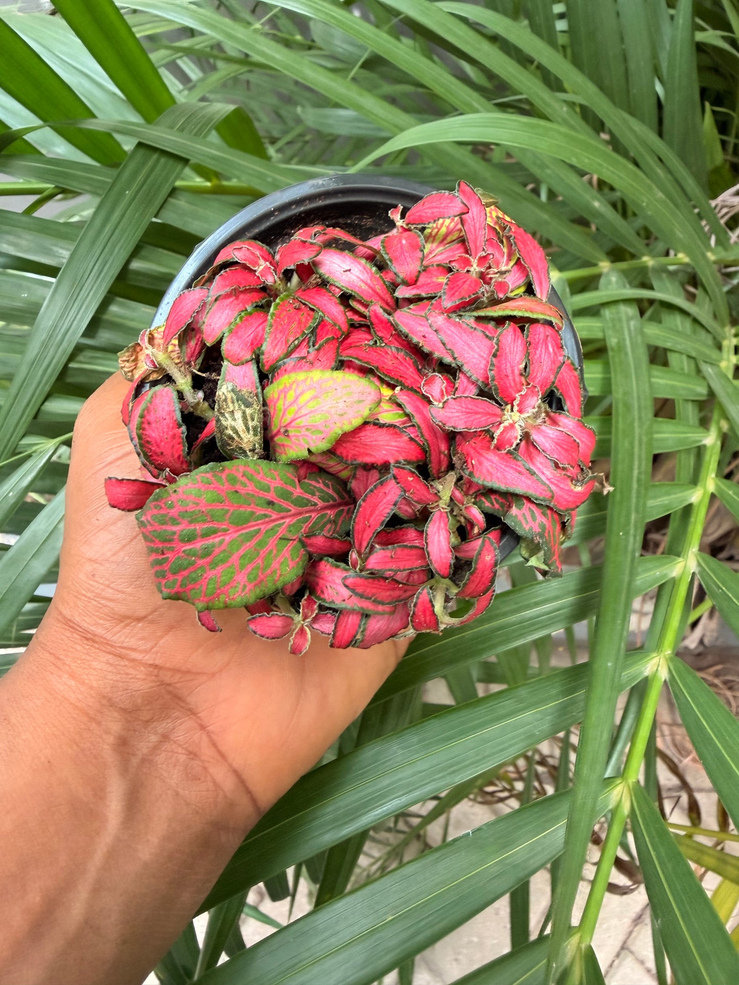 Fittonia