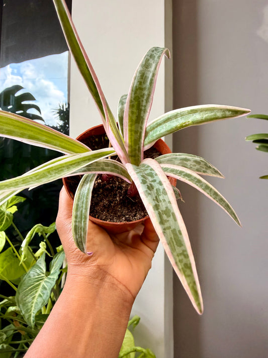 Variegated Silver Squill