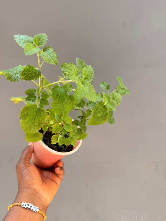 Lemon balm