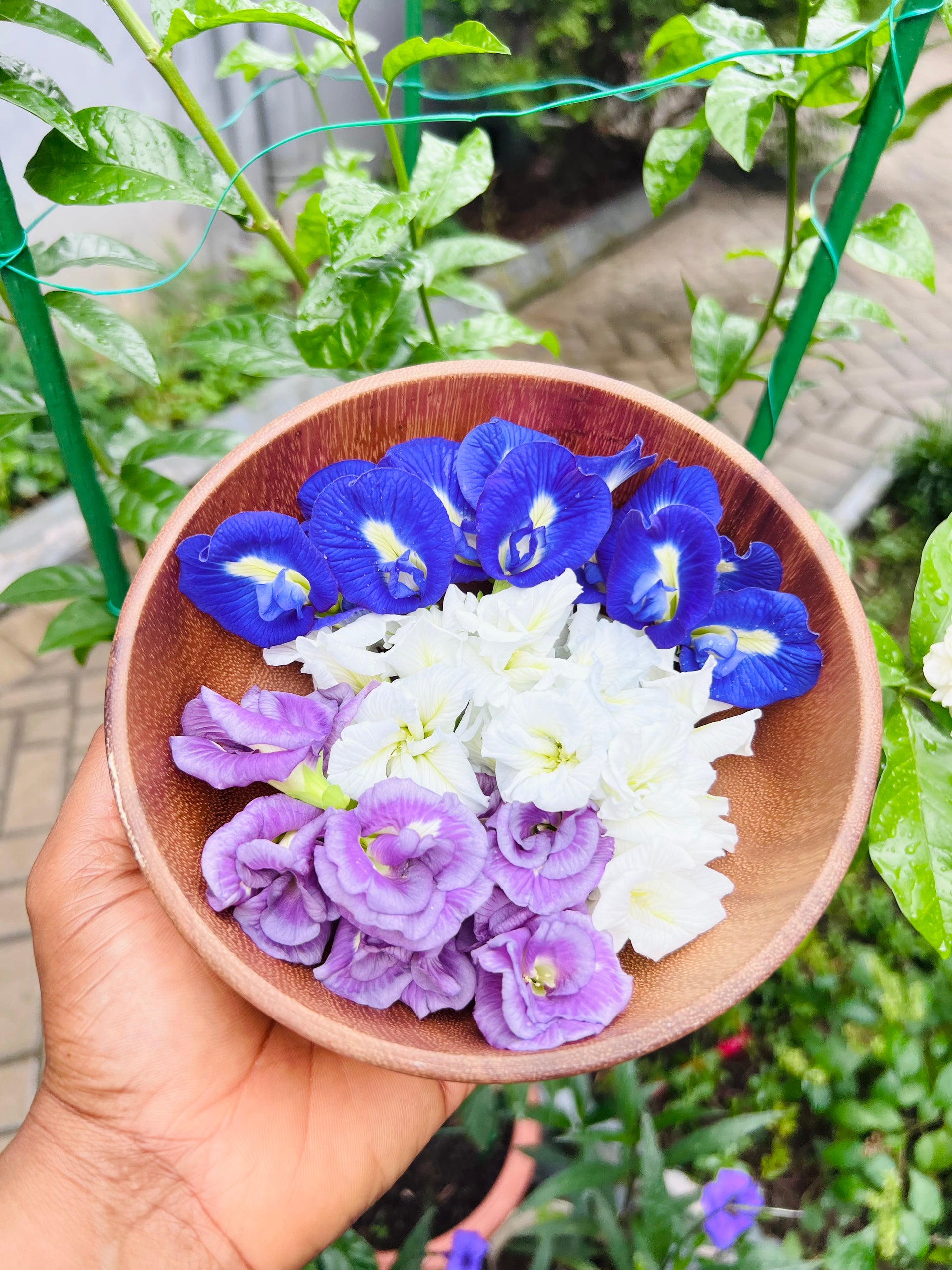 butterfly pea flower seeds Butterfly Pea seeds – Eudana Farms