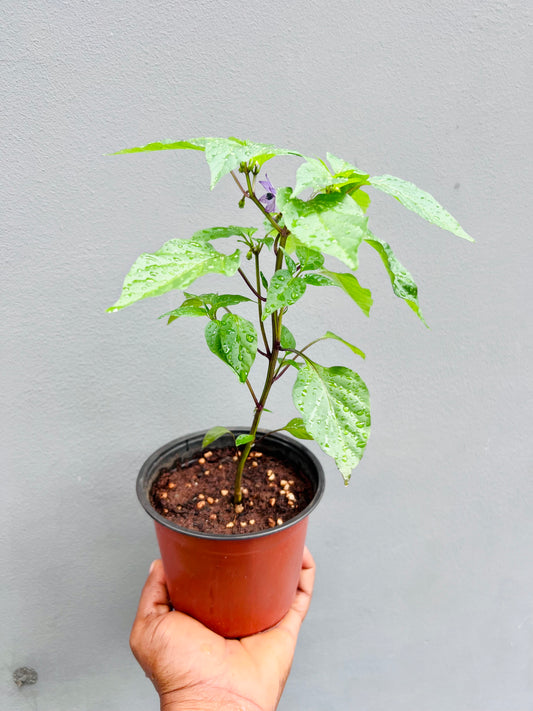 Buena Mulata pepper seedlings