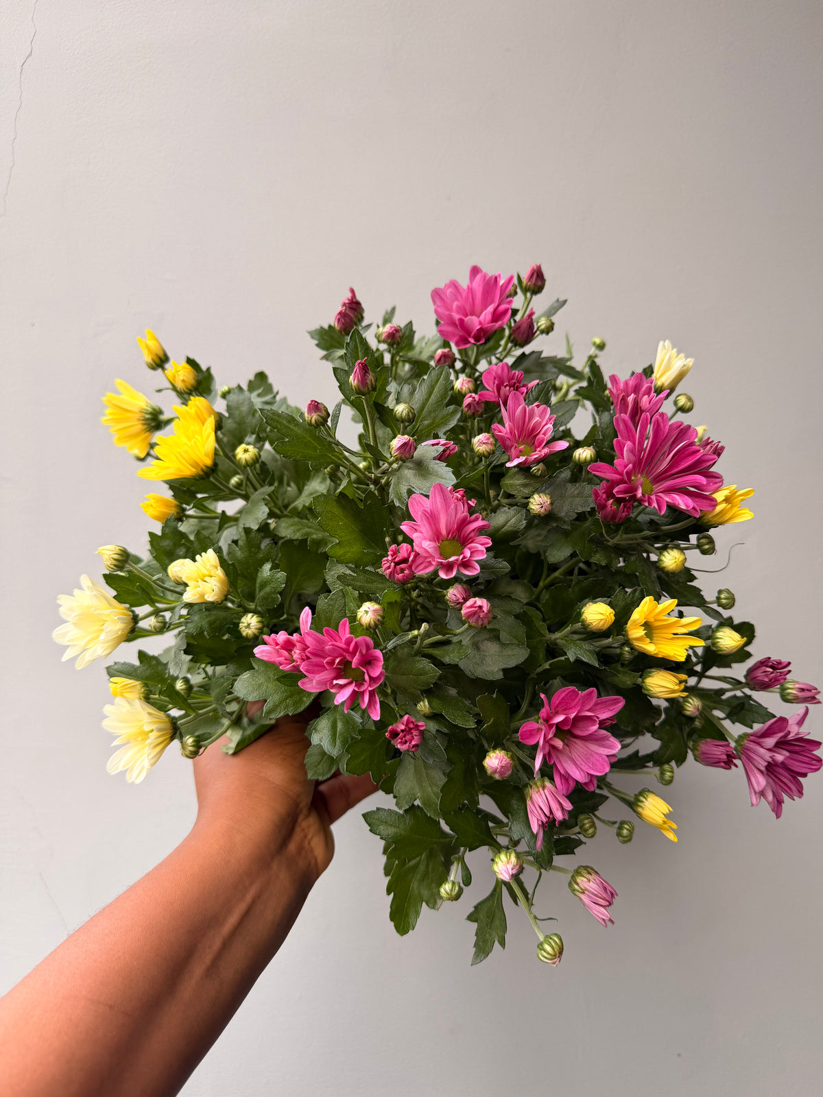 Chrysanthemum Mix