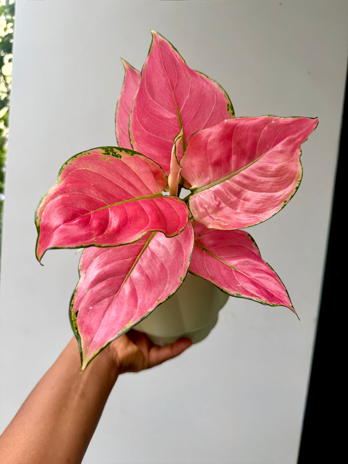 Aglaonema Danxia