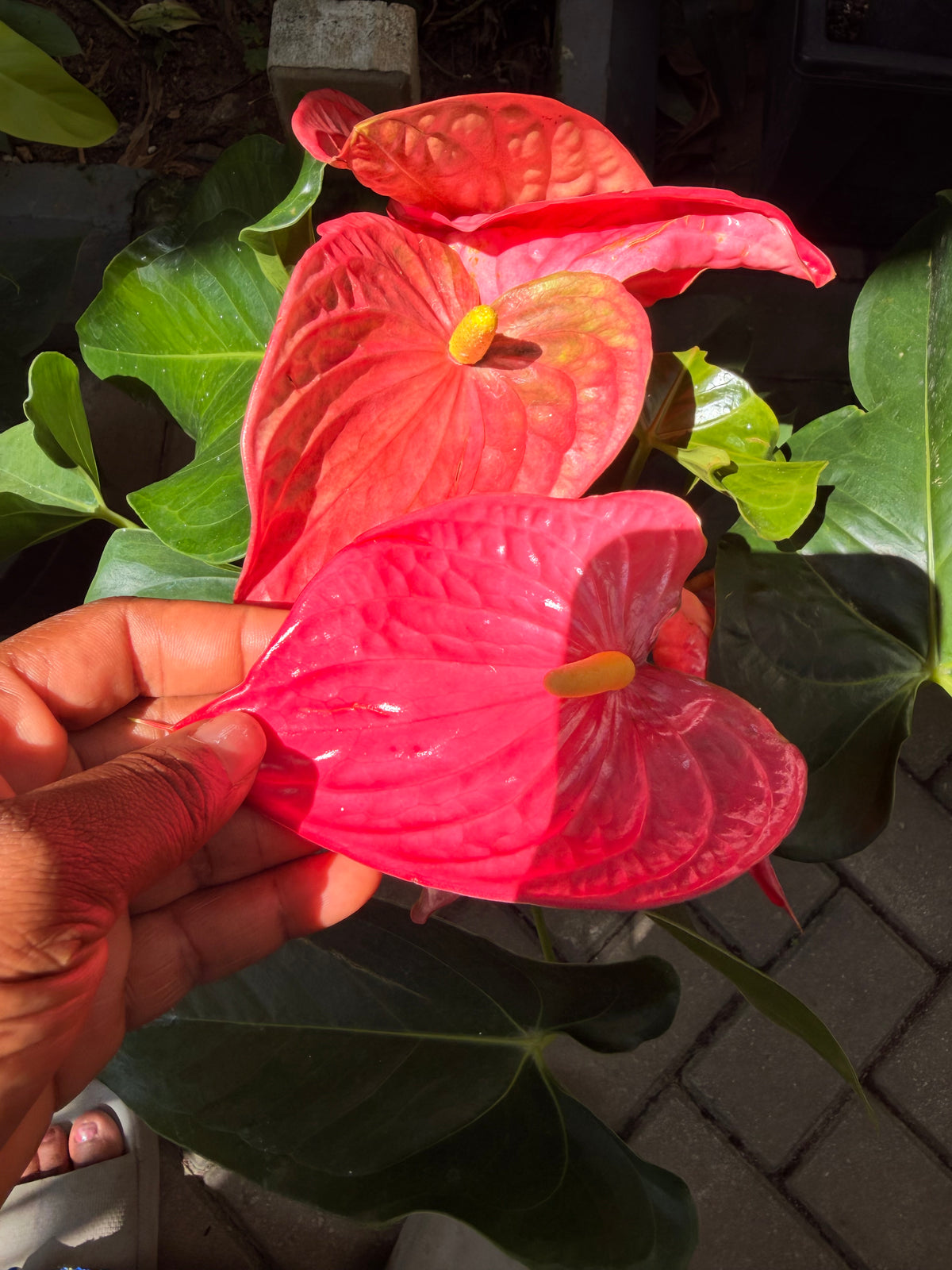Potted Flamingo anthuriums