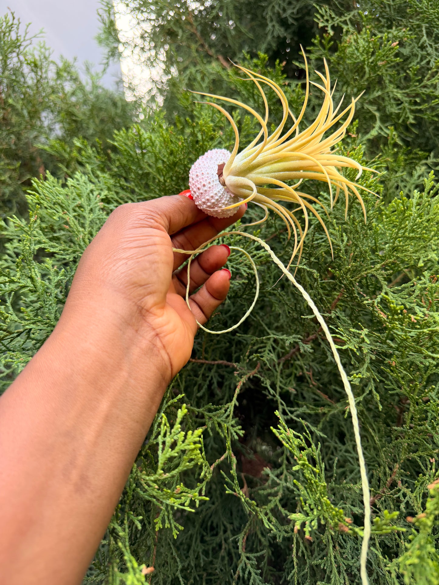 Tillandsia ionantha 'Druid'(in a decorative shell)