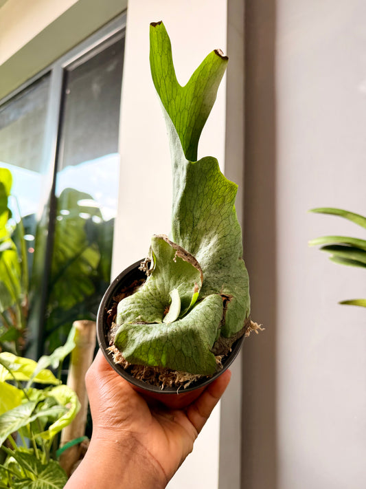 Platycerium Wandae(Queen Staghorn fern)