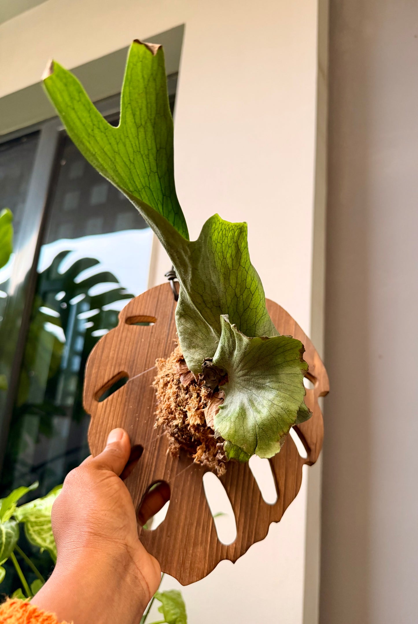 Platycerium Wandae(Queen Staghorn fern)