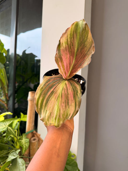 Kaempferia sp. Variegated