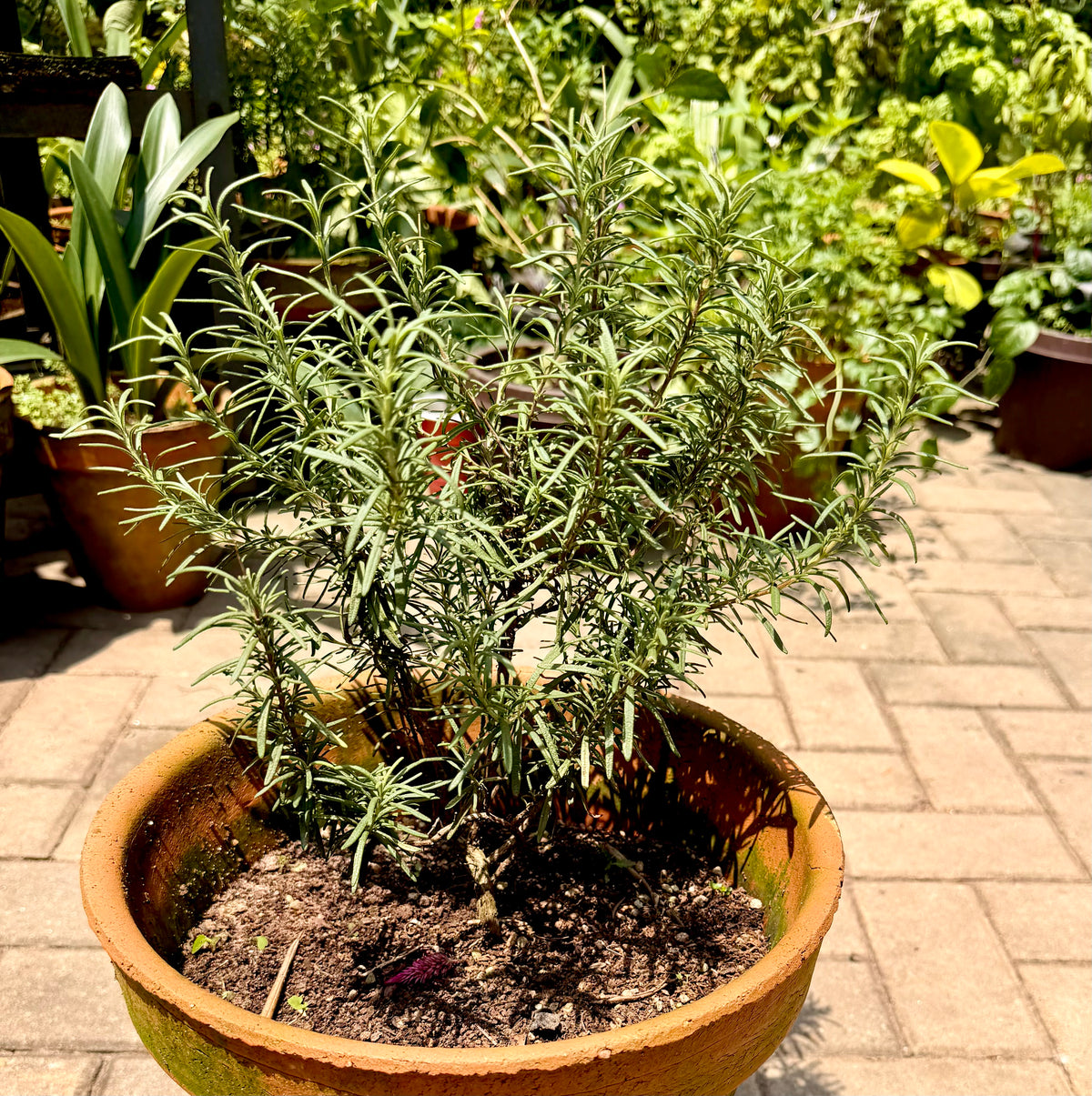 Rosemary Seedling