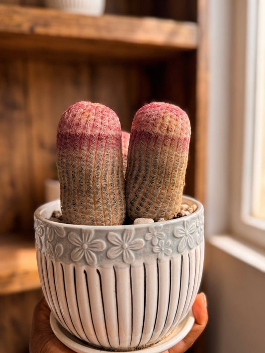 Echinocereus rigidissimus(Rainbow Cactus)